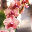 Орхидея Фаленопсис (Phalaenopsis) 1 цветонос - быстрая доставка в Минске - миниатюра
