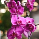 Орхидея Фаленопсис (Phalaenopsis) 1 цветонос - с доставкой по Минску - миниатюра