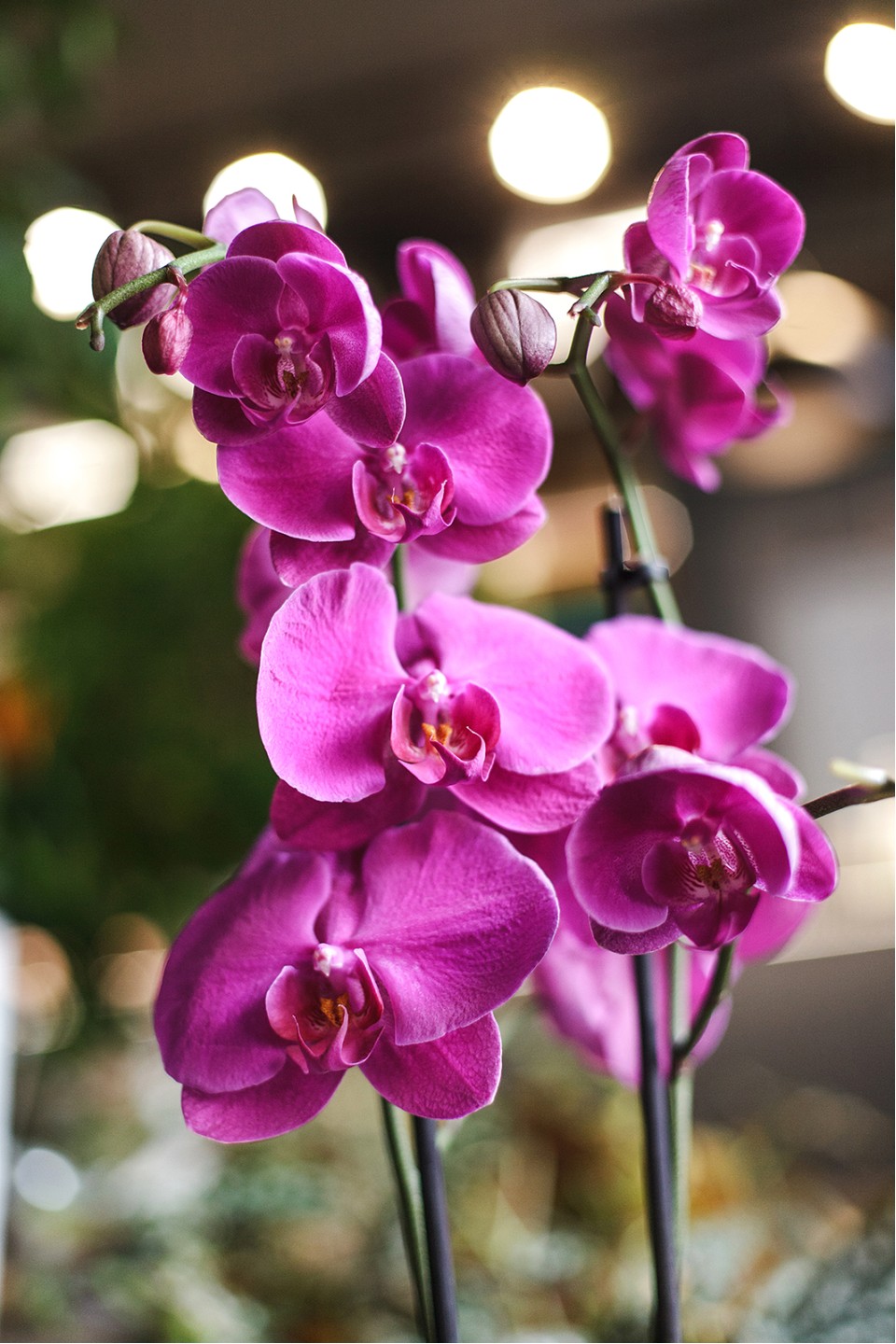 Орхидея Фаленопсис (Phalaenopsis) 1 цветонос - с доставкой по Минску