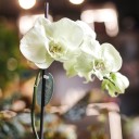 Орхидея Фаленопсис (Phalaenopsis) 1 цветонос - подарочное оформление - миниатюра