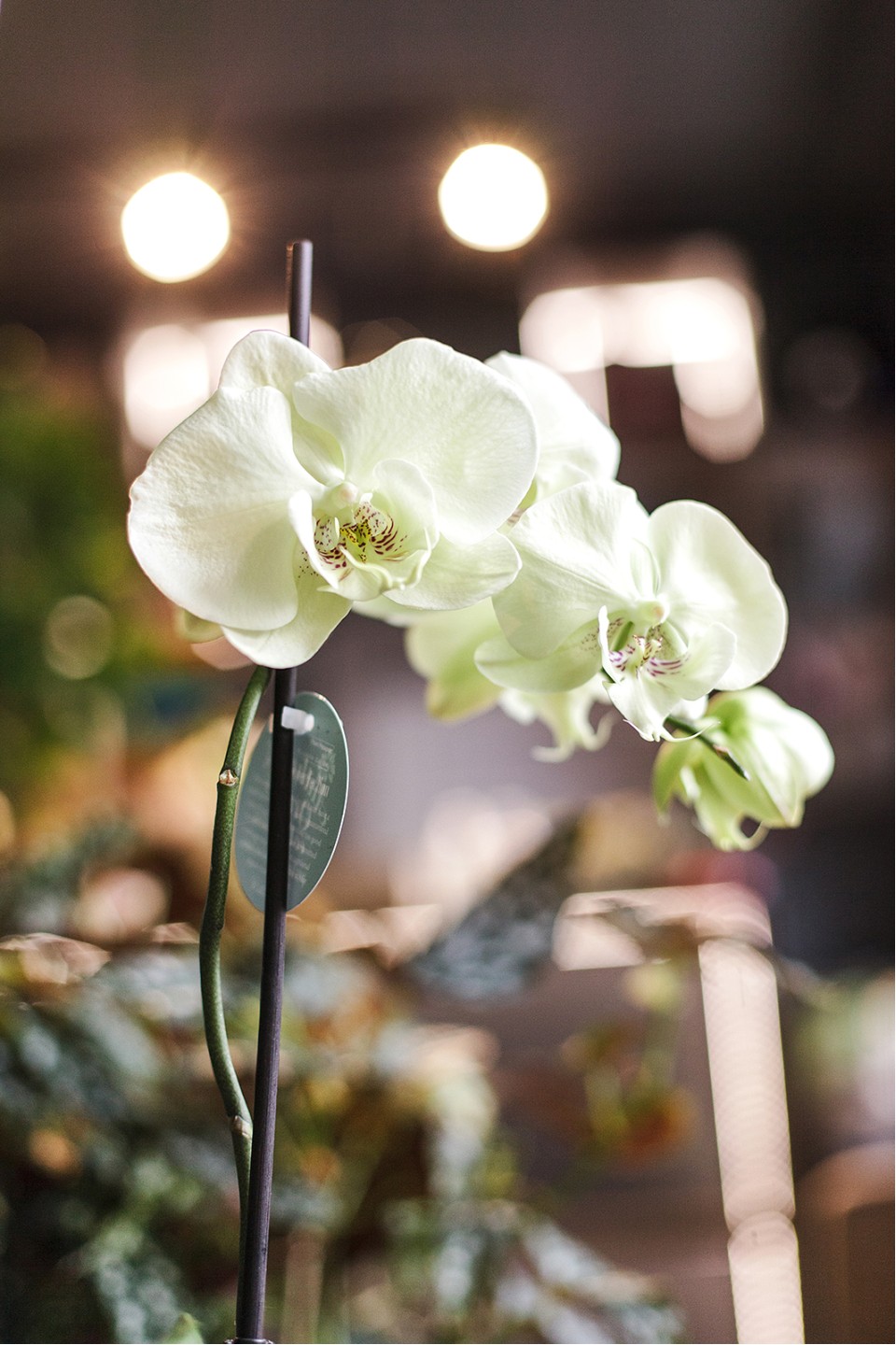 Орхидея Фаленопсис (Phalaenopsis) 1 цветонос - подарочное оформление