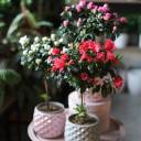 Азалия на штамбе (Azalea Stem) 40 см - для женщины/молодой пары - миниатюра