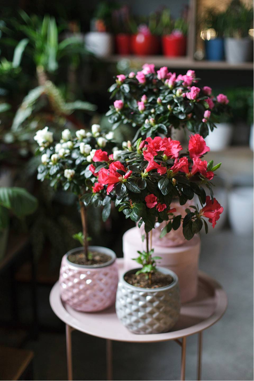 Азалия на штамбе (Azalea Stem) 40 см - для женщины/молодой пары