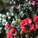 Азалия на штамбе (Azalea Stem) 40 см - быстрая доставка в Минске - миниатюра