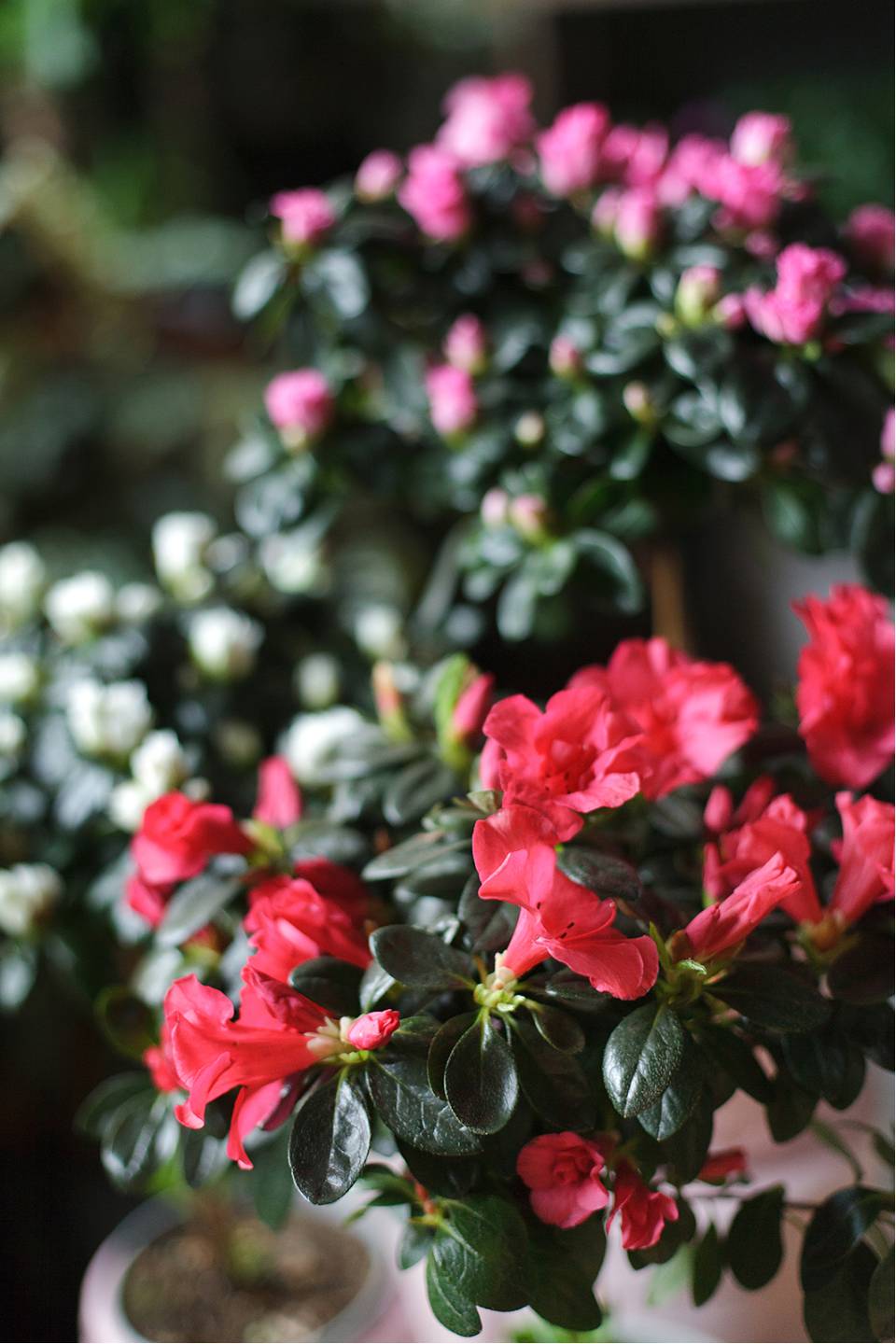 Азалия на штамбе (Azalea Stem) 40 см - быстрая доставка в Минске