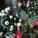 Азалия на штамбе (Azalea Stem) 40 см - миниатюра 7