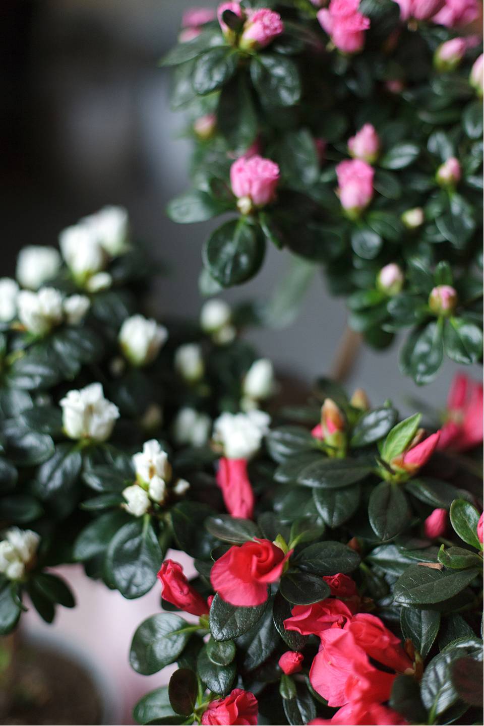 Азалия на штамбе (Azalea Stem) 40 см 7