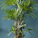 Рапис (Rhapis) 130 см - миниатюра