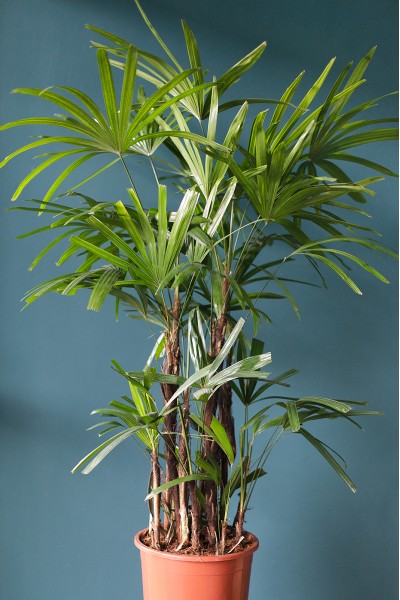Рапис (Rhapis) 130 см
