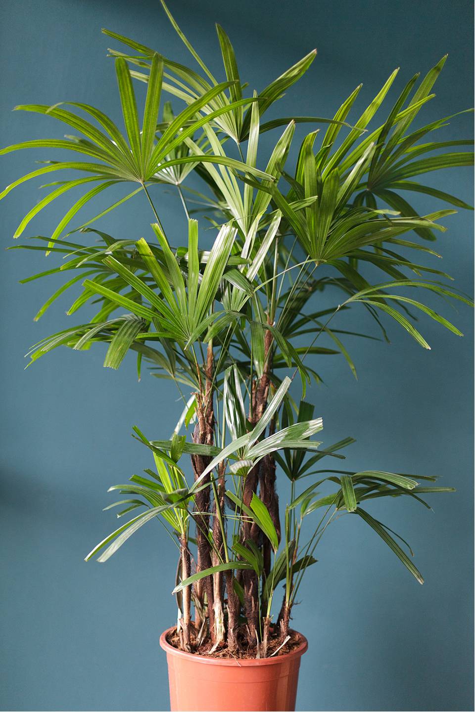 Рапис (Rhapis) 130 см