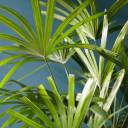 Рапис (Rhapis) 130 см - с добавлением зелени - миниатюра 