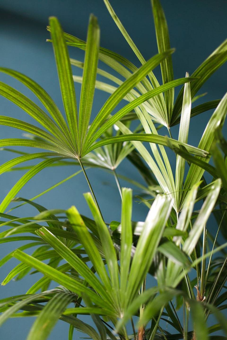 Рапис (Rhapis) 130 см - с добавлением зелени