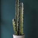 Эуфорбия Эритрея (Euphorbia ingens) 90 см - для женщины/молодой пары - миниатюра