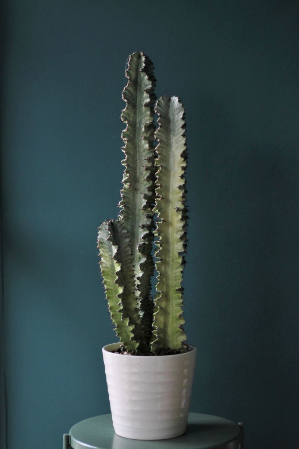 Эуфорбия Эритрея (Euphorbia ingens) 90 см - для женщины/молодой пары