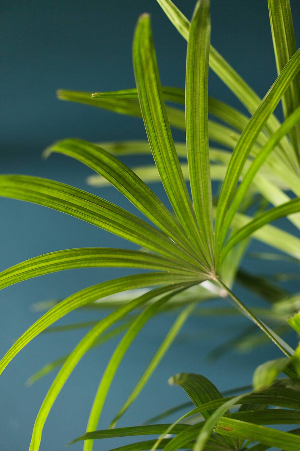 Рапис (Rhapis) 130 см - подарочное оформление