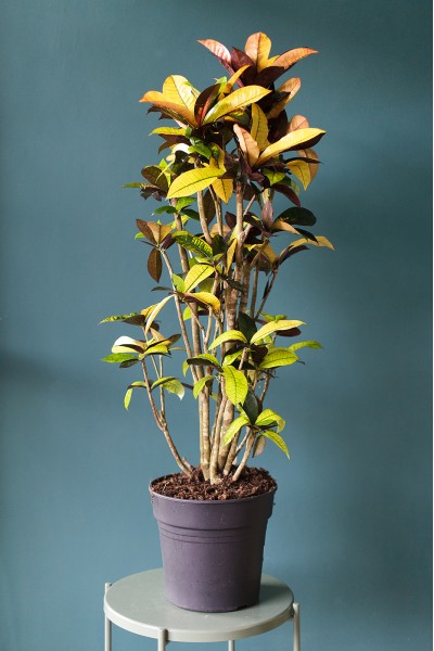 Кодиеум Айстон (Codiaeum) 130 см