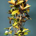 Кодиеум Айстон (Codiaeum) 130 см - с доставкой по Минску - миниатюра