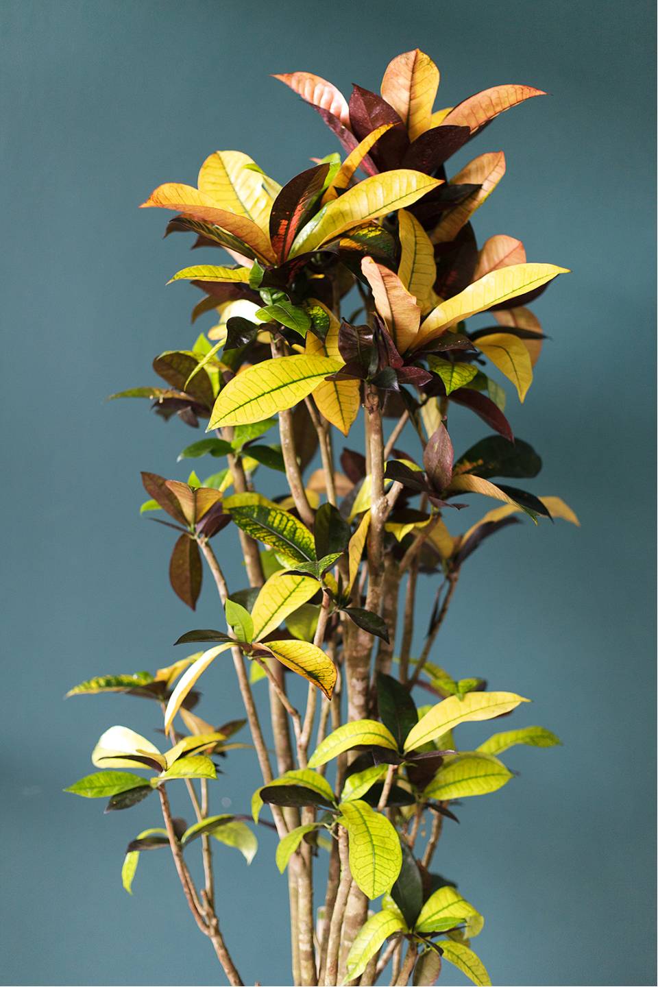 Кодиеум Айстон (Codiaeum) 130 см - с доставкой по Минску