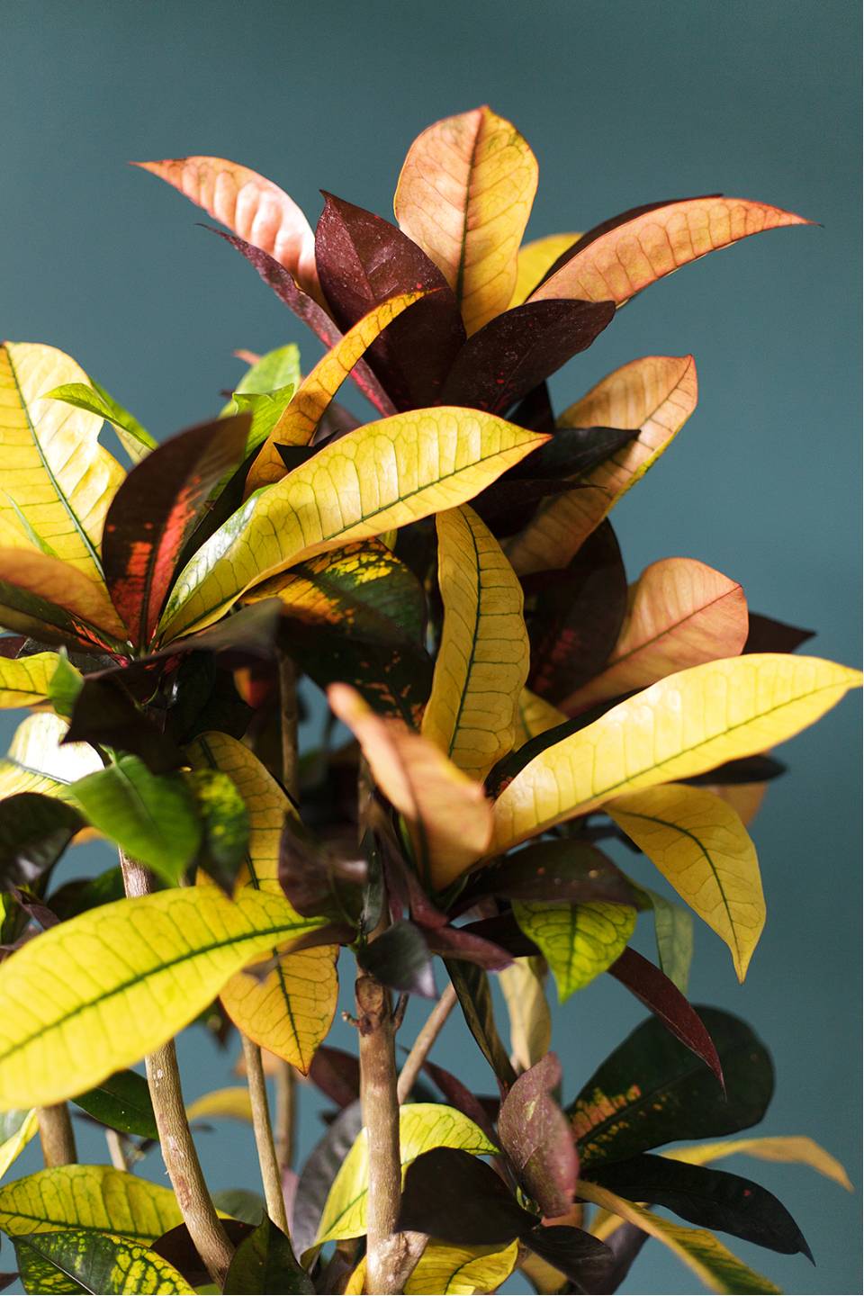 Кодиеум Айстон (Codiaeum) 130 см - с добавлением зелени