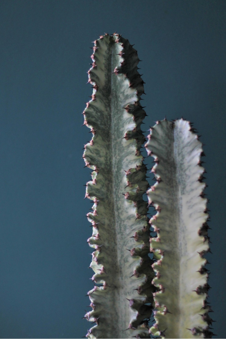 Эуфорбия Эритрея (Euphorbia ingens) 90 см