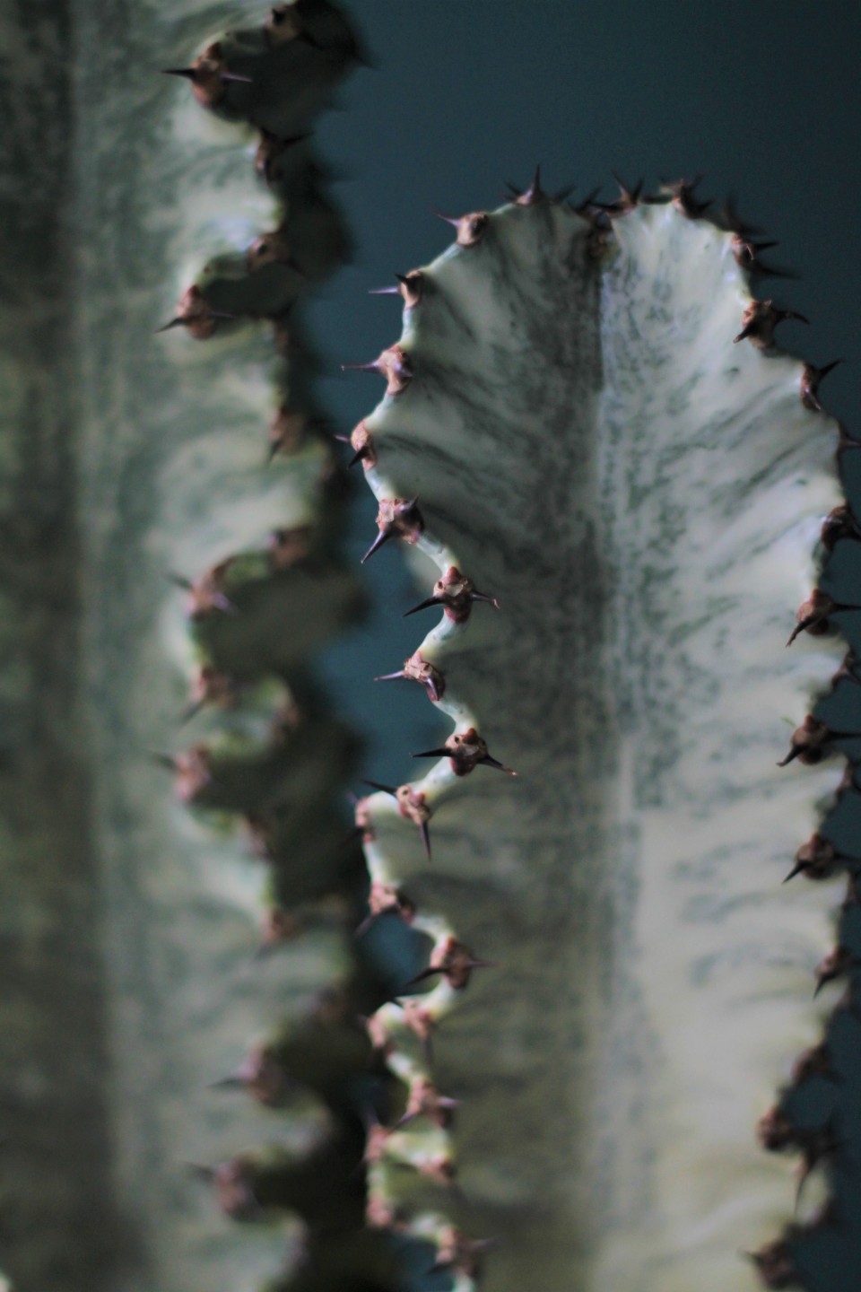 Эуфорбия Эритрея (Euphorbia ingens) 90 см 7