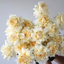 Французская кремовая роза - миниатюра