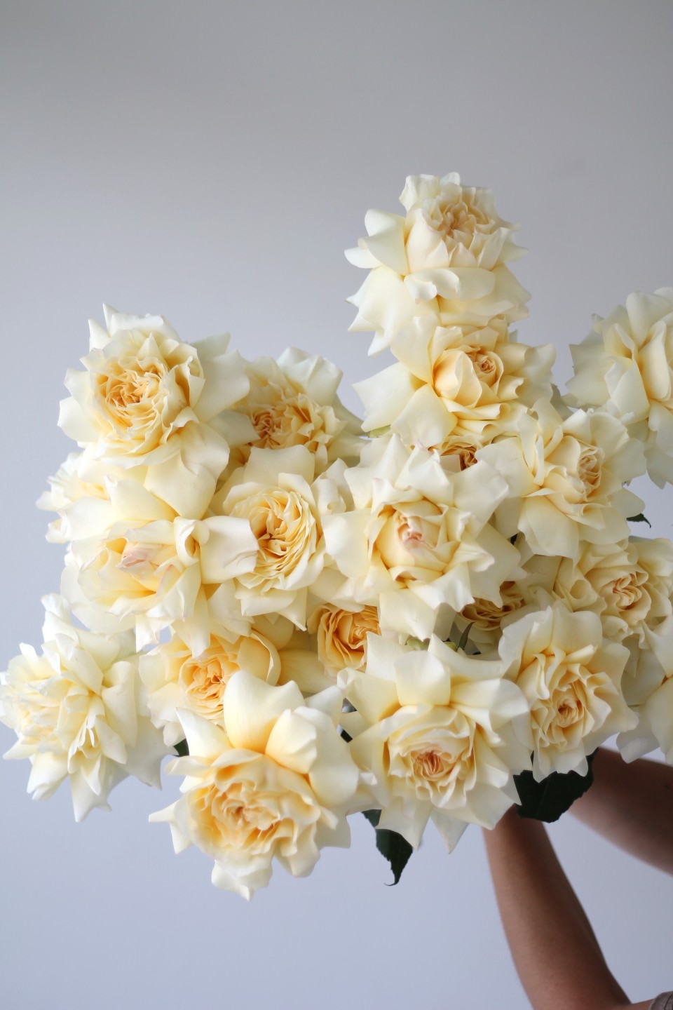 Французская кремовая роза