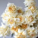 Французская кремовая роза - с добавлением зелени - миниатюра 