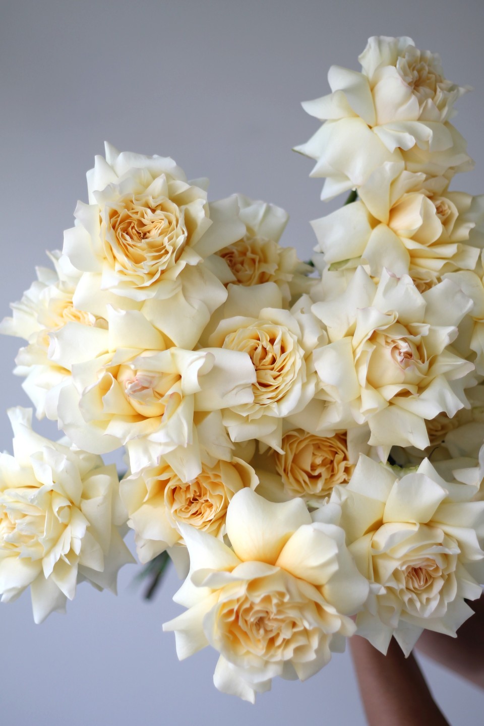 Французская кремовая роза - с добавлением зелени