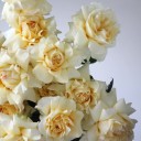 Французская кремовая роза - подарочное оформление - миниатюра