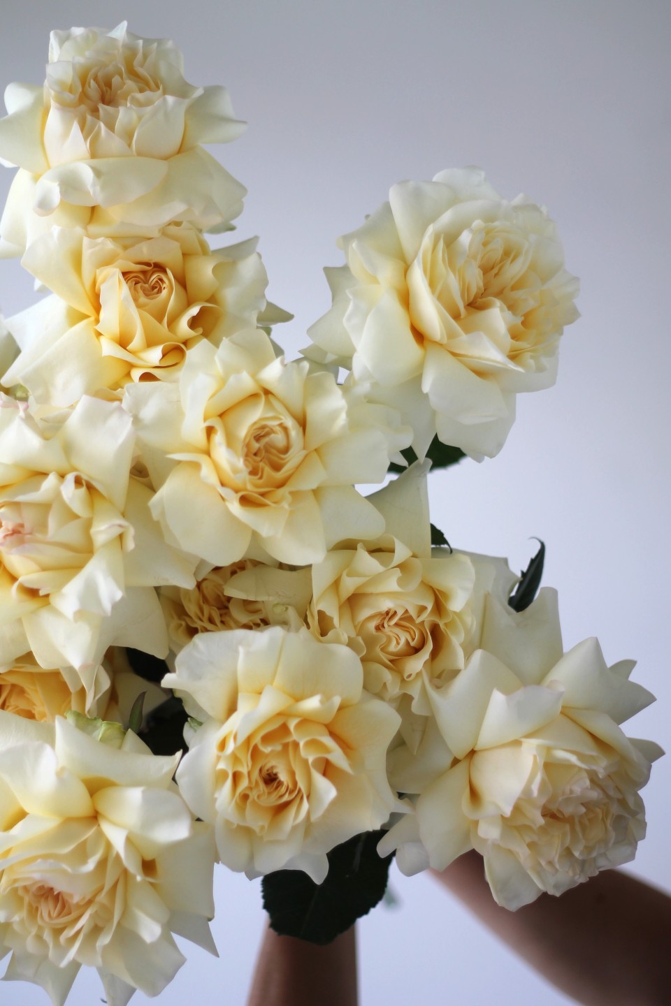 Французская кремовая роза - подарочное оформление