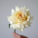 Французская кремовая роза - с доставкой по Минску - миниатюра