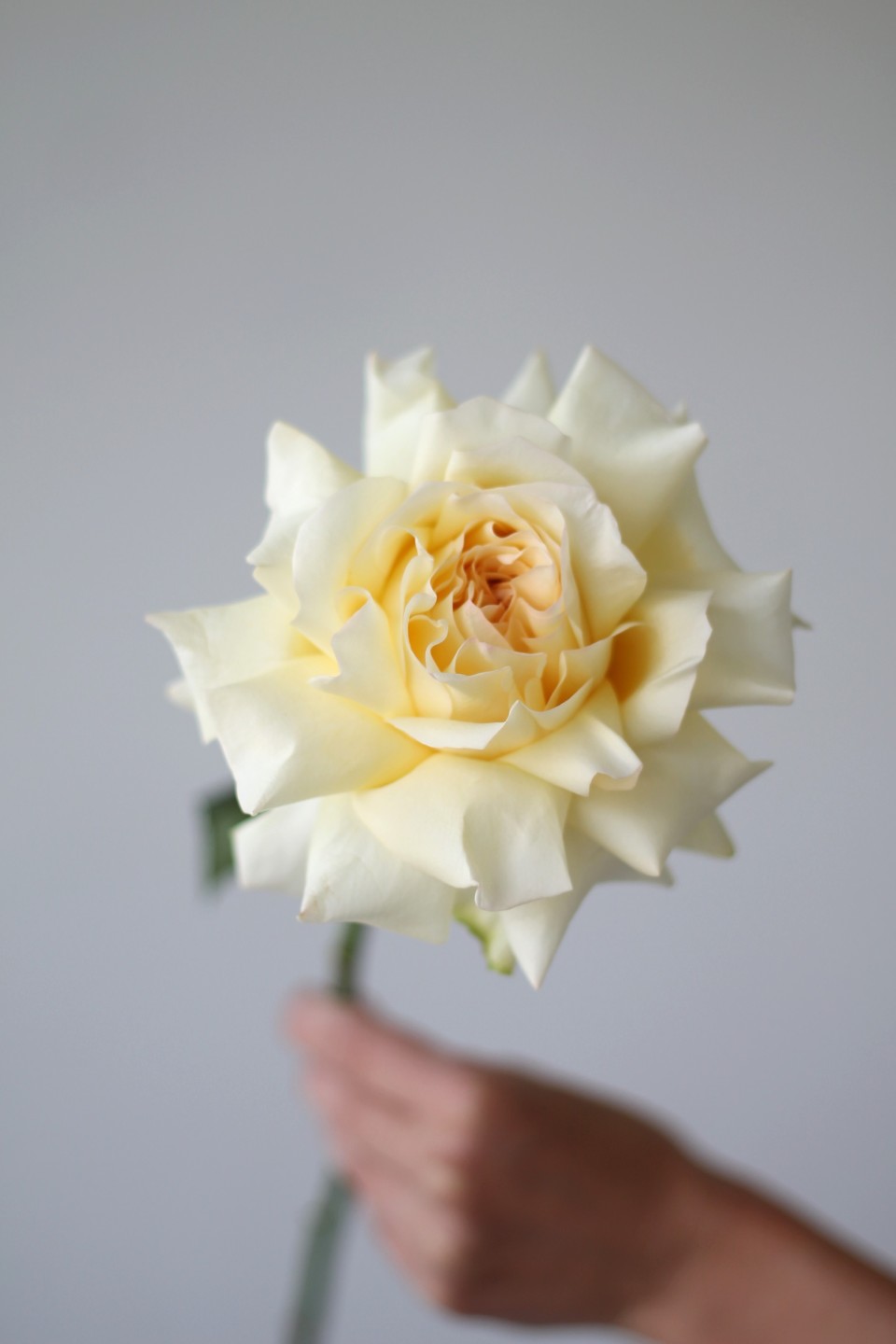 Французская кремовая роза - с доставкой по Минску