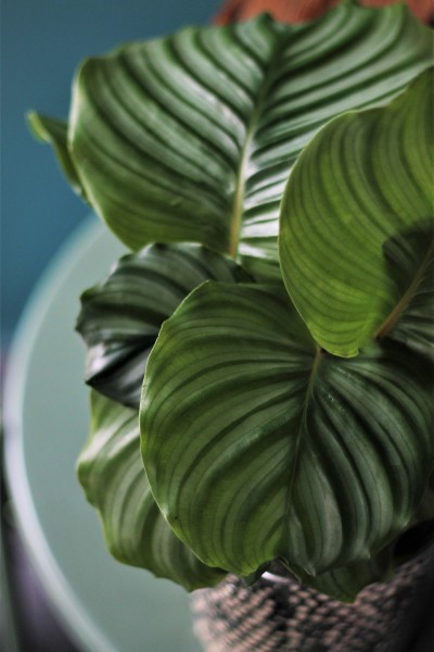 Калатея Орбифолия (calathea Orbifolia) 45 см