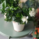 Гардения (Gardenia) - подарочное оформление - миниатюра