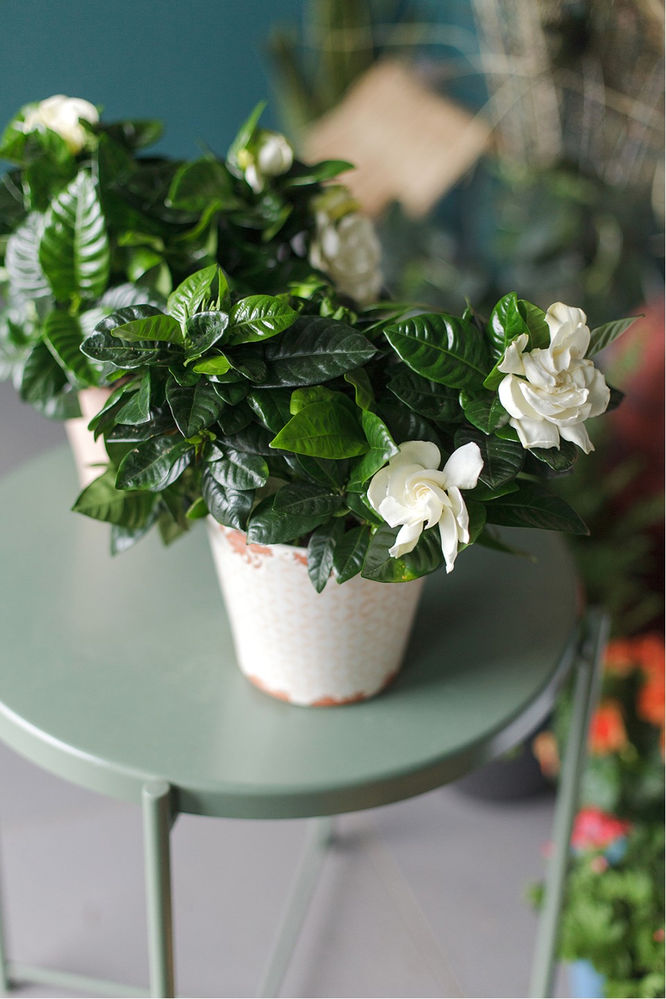 Гардения (Gardenia) - подарочное оформление