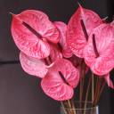 Антуриум розовый - миниатюра