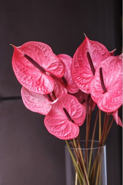 Антуриум розовый