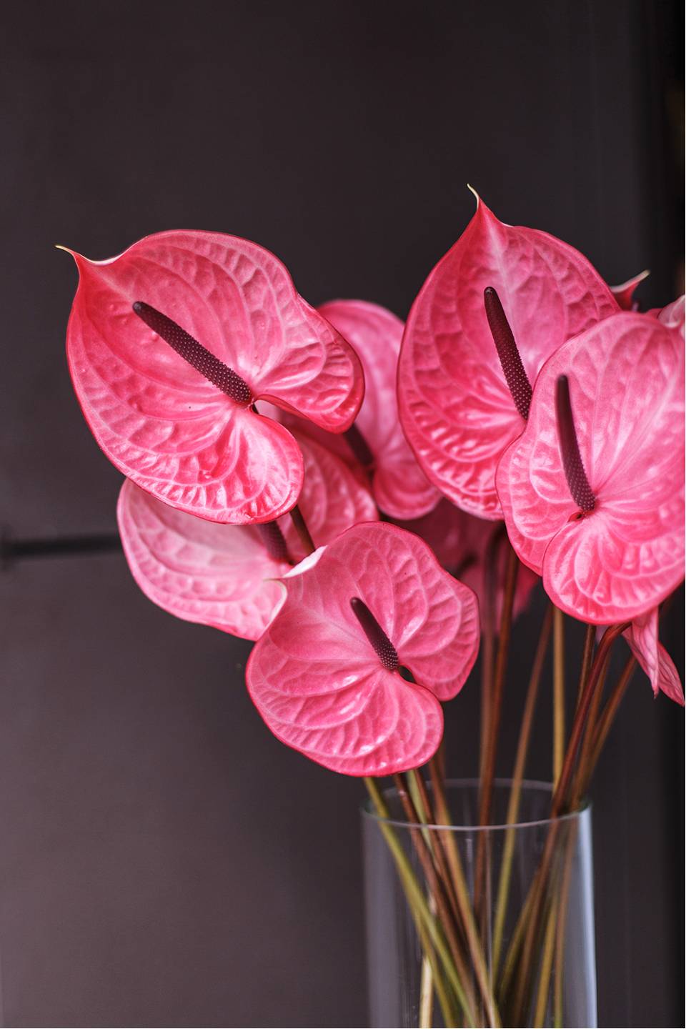 Антуриум розовый