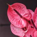 Антуриум розовый - с доставкой по Минску - миниатюра