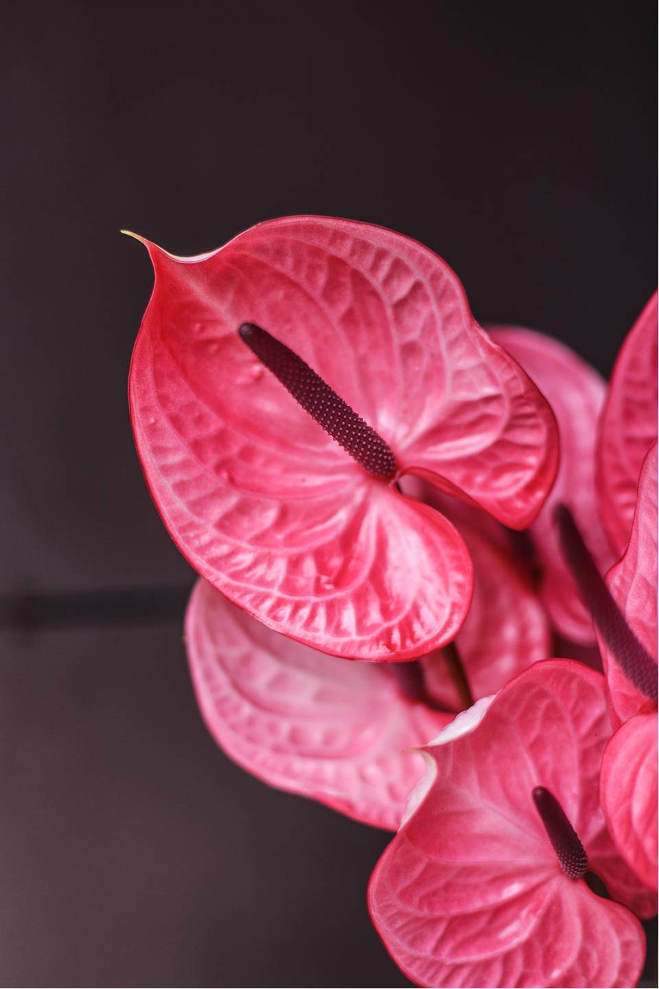 Антуриум розовый - с доставкой по Минску