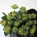 Роза Вегги - с доставкой по Минску - миниатюра