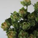 Роза Вегги - миниатюра