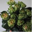 Роза Вегги - с добавлением зелени - миниатюра 