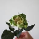 Роза Вегги - подарочное оформление - миниатюра