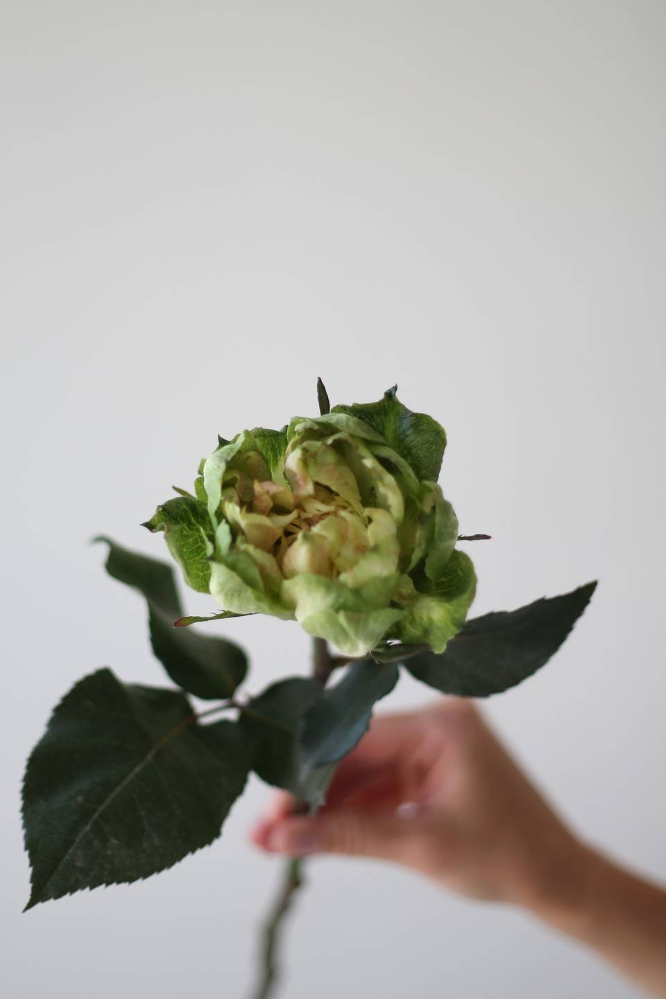 Роза Вегги - подарочное оформление