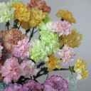 Гвоздика Lime - с доставкой по Минску - миниатюра