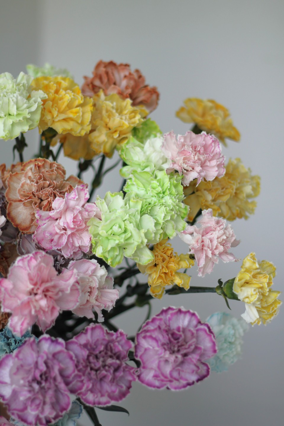 Гвоздика Lime - с доставкой по Минску