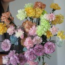 Гвоздика Blue wind - с доставкой по Минску - миниатюра