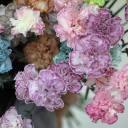 Гвоздика Pink floyd - с доставкой по Минску - миниатюра